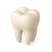 tooth